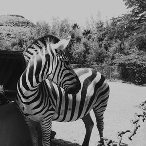 Close-up of zebra crossing