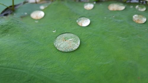 High angle view of raindrops on green leaves