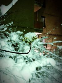 Close-up of snow covered plant