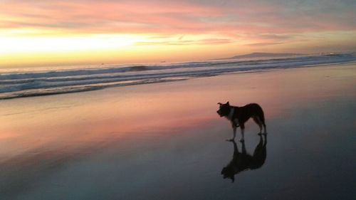 Dog on beach against sky during sunset