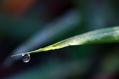 Close up of dew drops on grass blade