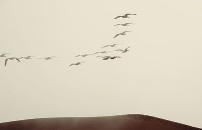 Low angle view of birds flying in sky