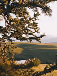 Tree on field against sky
