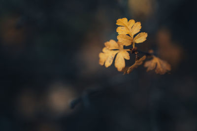 Close-up of yellow flowering plant