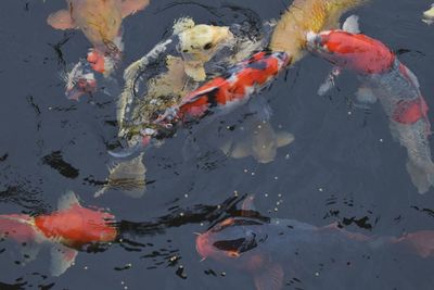 Close-up of koi carps swimming in pond