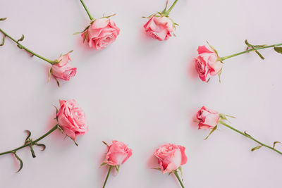 Close-up of pink roses against white background