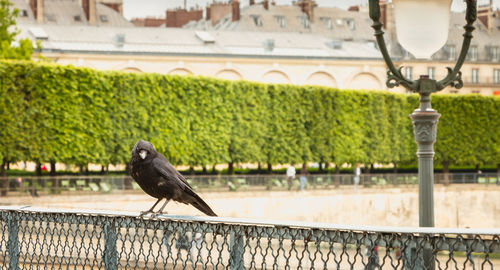 Bird perching on railing