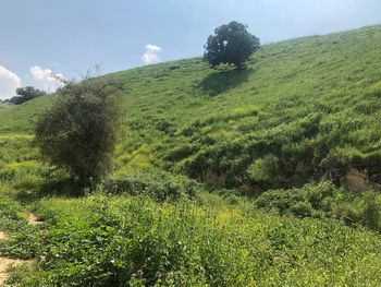 Scenic view of grassy field against sky