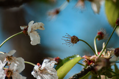 Close-up of flowering plant