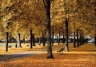 Trees in forest during autumn