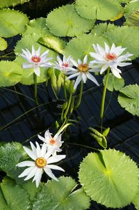 Lotus water lily blooming in pond