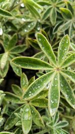 Close-up of wet plant