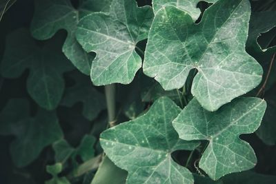 High angle view of plant leaves