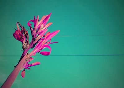 Close-up of pink flowering plant against wall