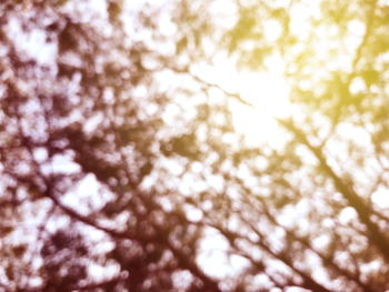 Low angle view of trees against sky on sunny day