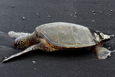 Close-up of tortoise on road by sea