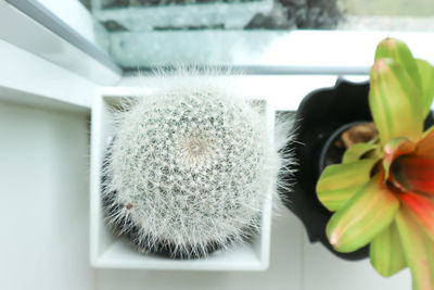 Close-up of potted plant