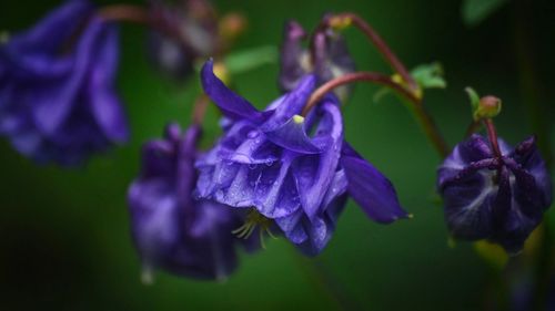 Close-up of purple iris flower