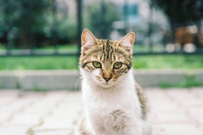 Close-up portrait of cat