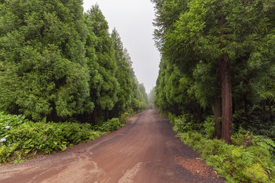 Road amidst trees in forest against sky