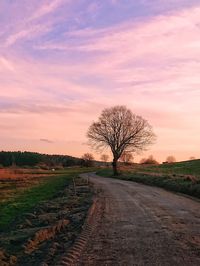 Bare tree on field against sky during sunset