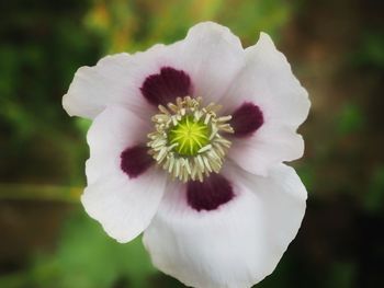 Close-up of white flowering plant