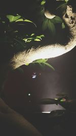 Plants growing at night