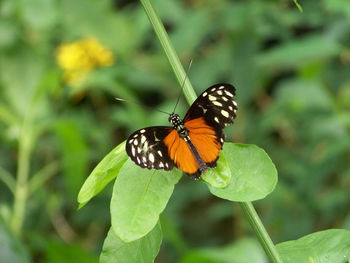 Close-up of butterfly on leaf