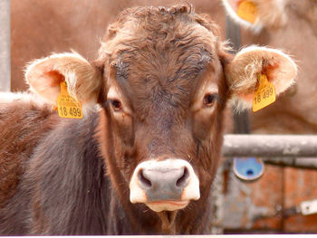 Close-up of cow with livestock tag