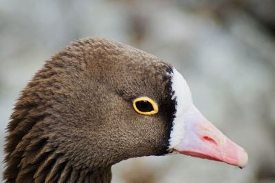 Close-up of a bird