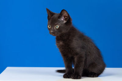 Black cat looking away against blue background