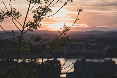 Silhouette trees and buildings against sky during sunset