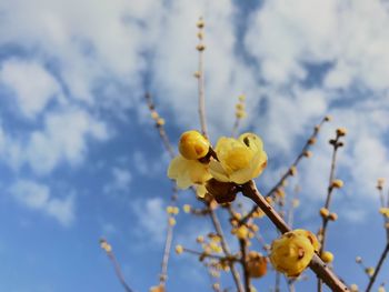 Low angle view of yellow flower perching on tree against sky