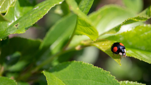 Close-up of ladybug on leaf