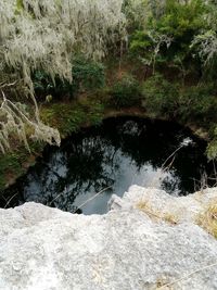 Reflection of trees in water