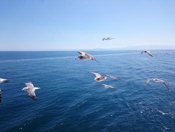 Birds flying over sea against clear sky