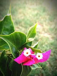 Close-up of pink flowers