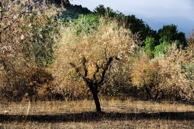 Trees growing in field