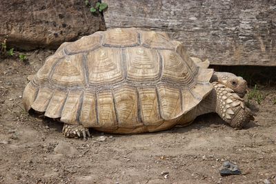 View of a turtle