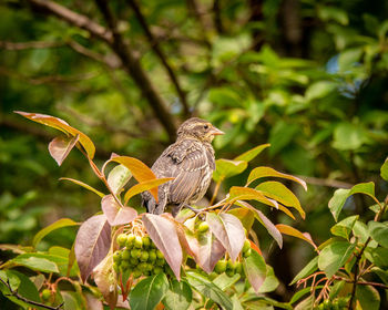 Close-up of bird perching on a plant