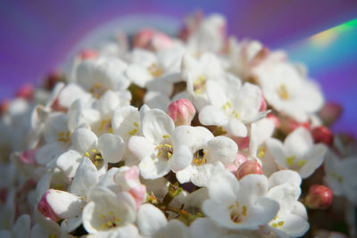 Close-up of white cherry blossom