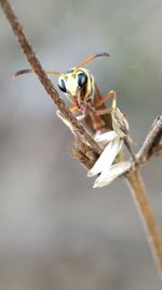 Close-up of insect on twig