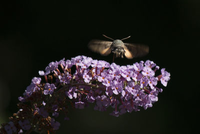 Close-up of insect on purple flower