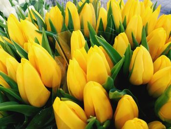 Close-up of yellow tulips blooming outdoors