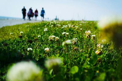 Close-up of plants growing on field