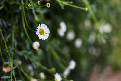 Close-up of white flowering plant