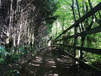 Bamboo trees in forest