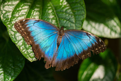 Close-up of butterfly on plant