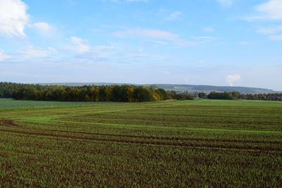 Scenic view of agricultural field against sky