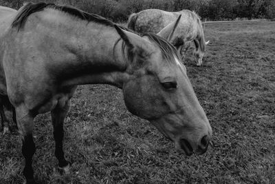 Horse grazing in a field